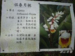 惠蓀林場（七）穿街走巷