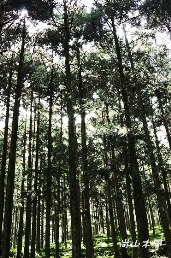 惠蓀林場（七）穿街走巷