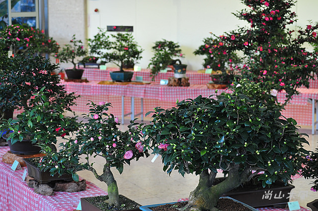 2010 新竹茶花節