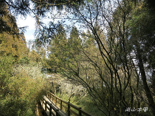 觀霧（7）檜山巨木群步道之二