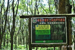 東勢林場（三）森林浴場