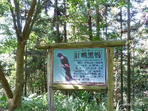 東勢林場（三）森林浴場