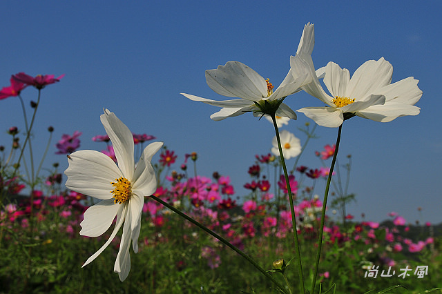 花現芎林──波斯菊爭妍百日草（一）