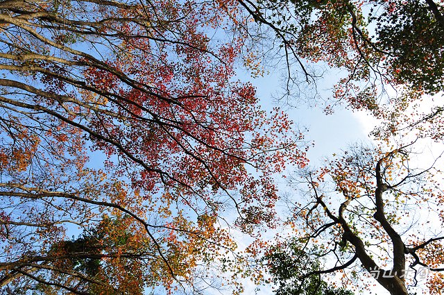 石門水庫（三）楓林步道、槭林公園、扶輪亭