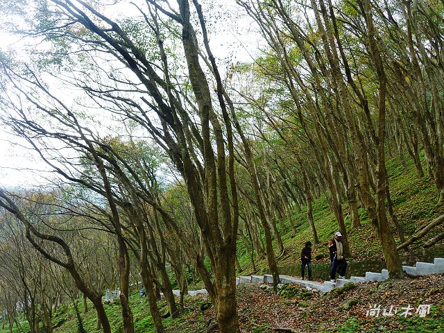 石門水庫（三）楓林步道、槭林公園、扶輪亭