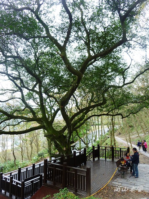 石門水庫（三）楓林步道、槭林公園、扶輪亭