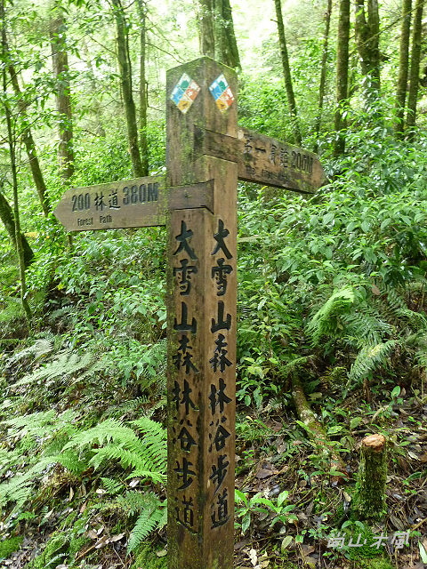 大雪山（10）小神木步道