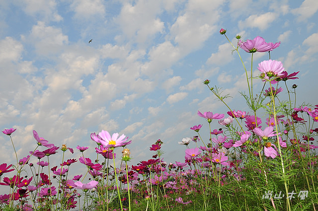 花現芎林──波斯菊爭妍百日草（一）