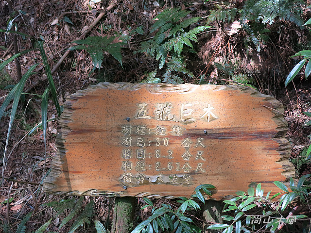 觀霧（7）檜山巨木群步道之二