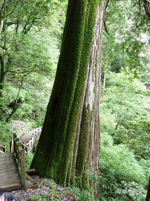 大雪山（10）小神木步道