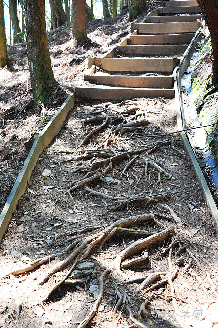 觀霧（6）檜山巨木群步道之一