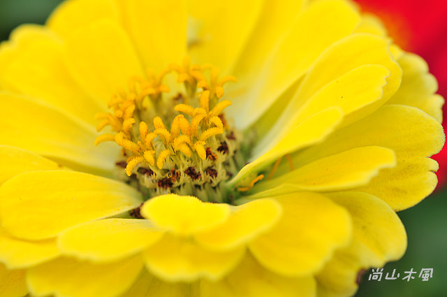 花現芎林──波斯菊爭妍百日草（二）