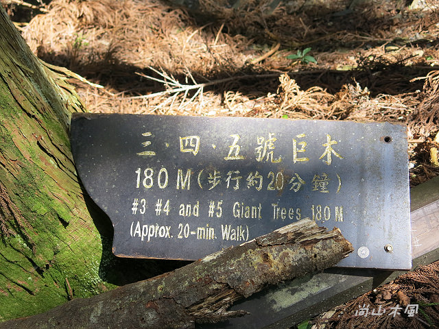 觀霧（7）檜山巨木群步道之二