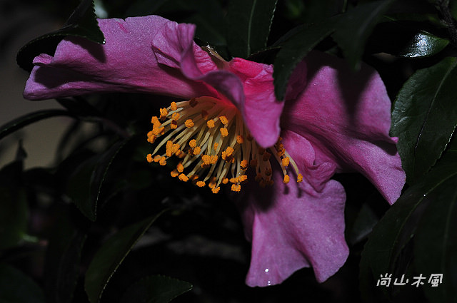 2010 新竹茶花節