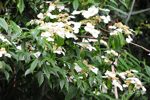 大雪山（2）山花野鳥