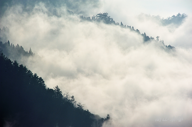 觀霧（8）雲霧步道