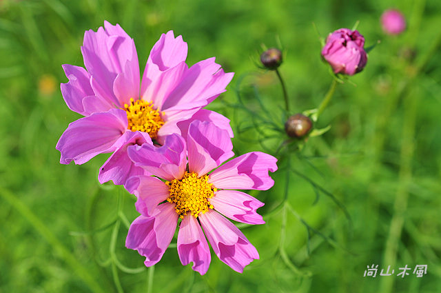 花現芎林──波斯菊爭妍百日草（一）