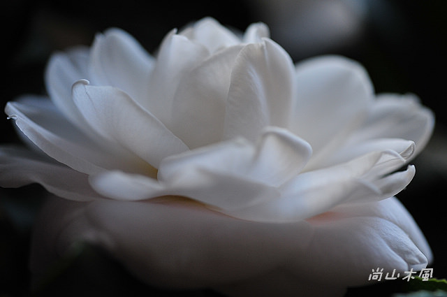 2010 新竹茶花節