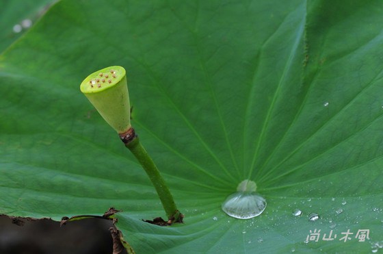 三芝荷花搶先報
