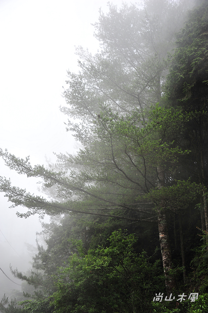 大雪山（6）觀景於200林道