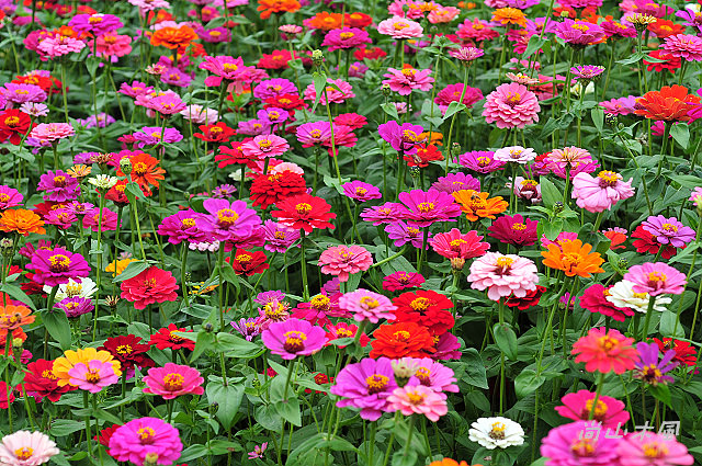 花現芎林──波斯菊爭妍百日草（二）