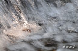 惠蓀林場（五）涉水步道