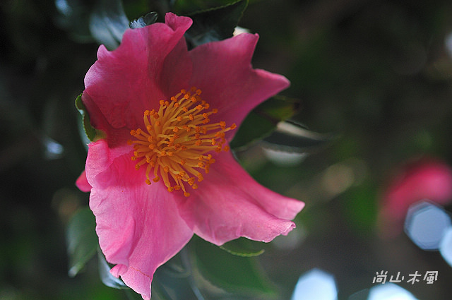 2010 新竹茶花節