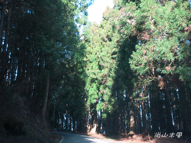 觀霧（3）沿著大鹿林道上山去