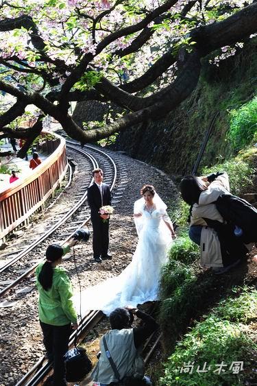 賞櫻到阿里山（八）櫻花火車之美