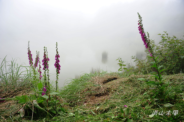 大雪山（2）山花野鳥