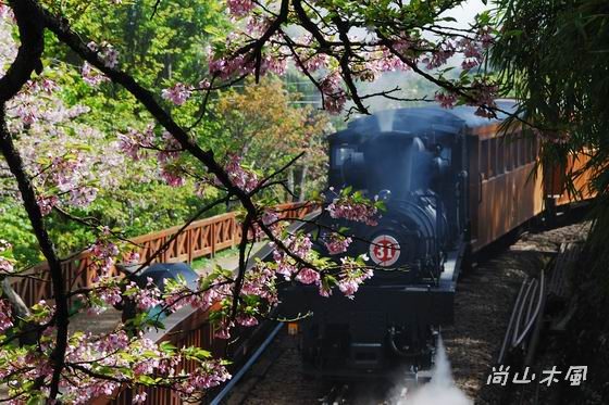 賞櫻到阿里山（八）櫻花火車之美