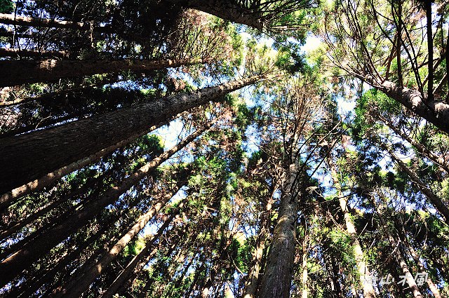 觀霧（3）沿著大鹿林道上山去