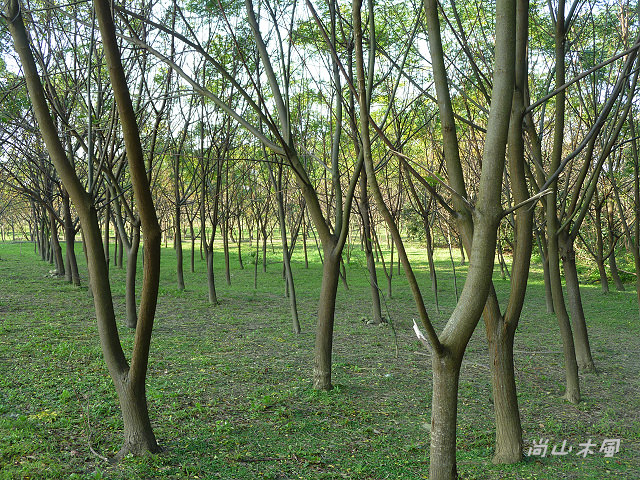 竹東河濱公園（二）