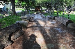 新豐姜厝（二）朴樹林