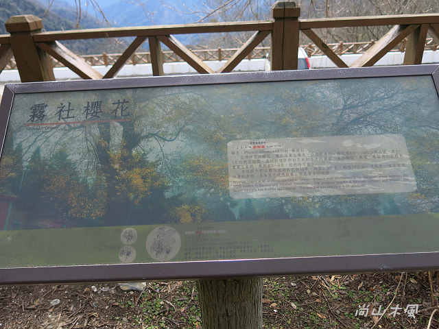 觀霧（10）觀霧山莊