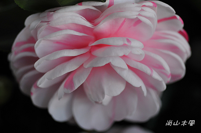 2010 新竹茶花節