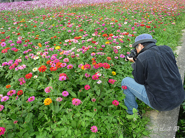 花現芎林──波斯菊爭妍百日草（二）