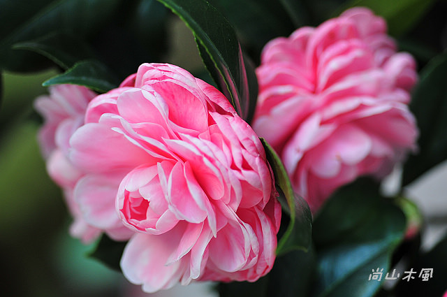 2010 新竹茶花節