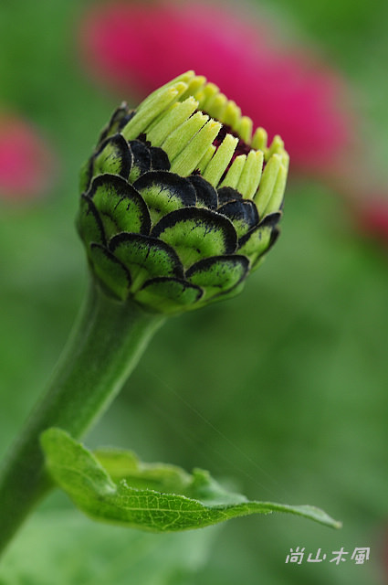 花現芎林──波斯菊爭妍百日草（二）