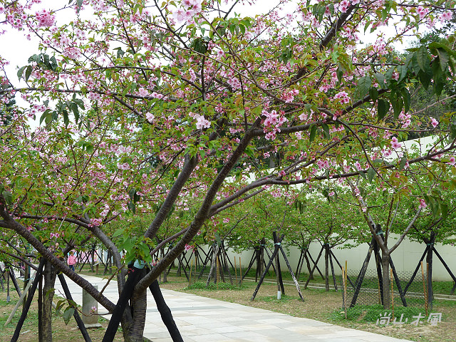 麗池尋櫻去
