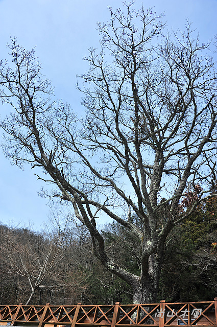 觀霧（10）觀霧山莊