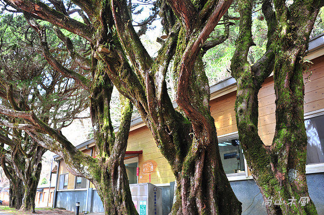 觀霧（10）觀霧山莊