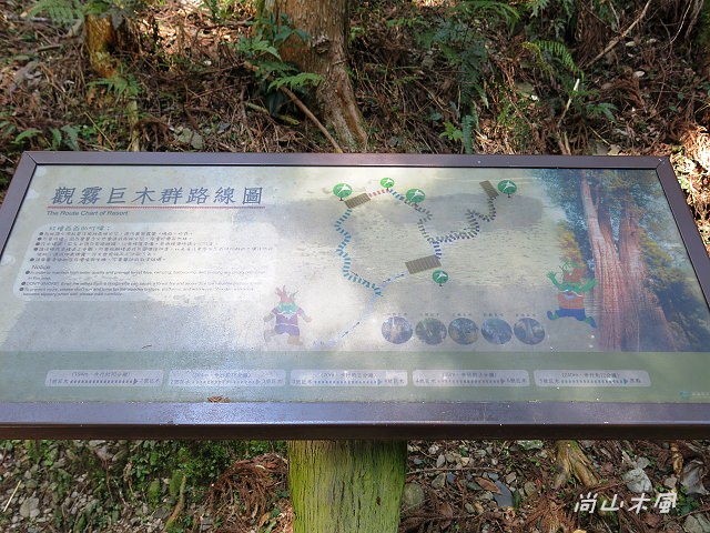 觀霧（7）檜山巨木群步道之二