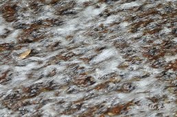 惠蓀林場（五）涉水步道