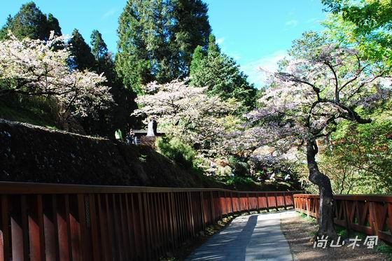 賞櫻到阿里山（八）櫻花火車之美
