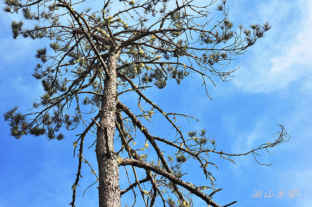 觀霧（8）雲霧步道