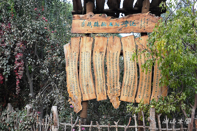 大漠南疆（35）核桃樹王公園