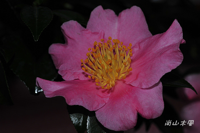 2010 新竹茶花節