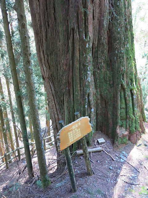 觀霧（7）檜山巨木群步道之二