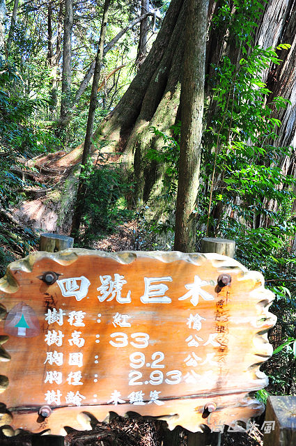 觀霧（7）檜山巨木群步道之二